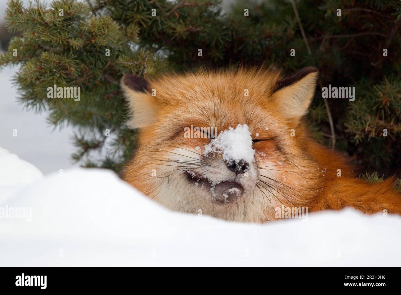 American red fox (Vulpes vulpes fulva), American red fox, fox, foxes