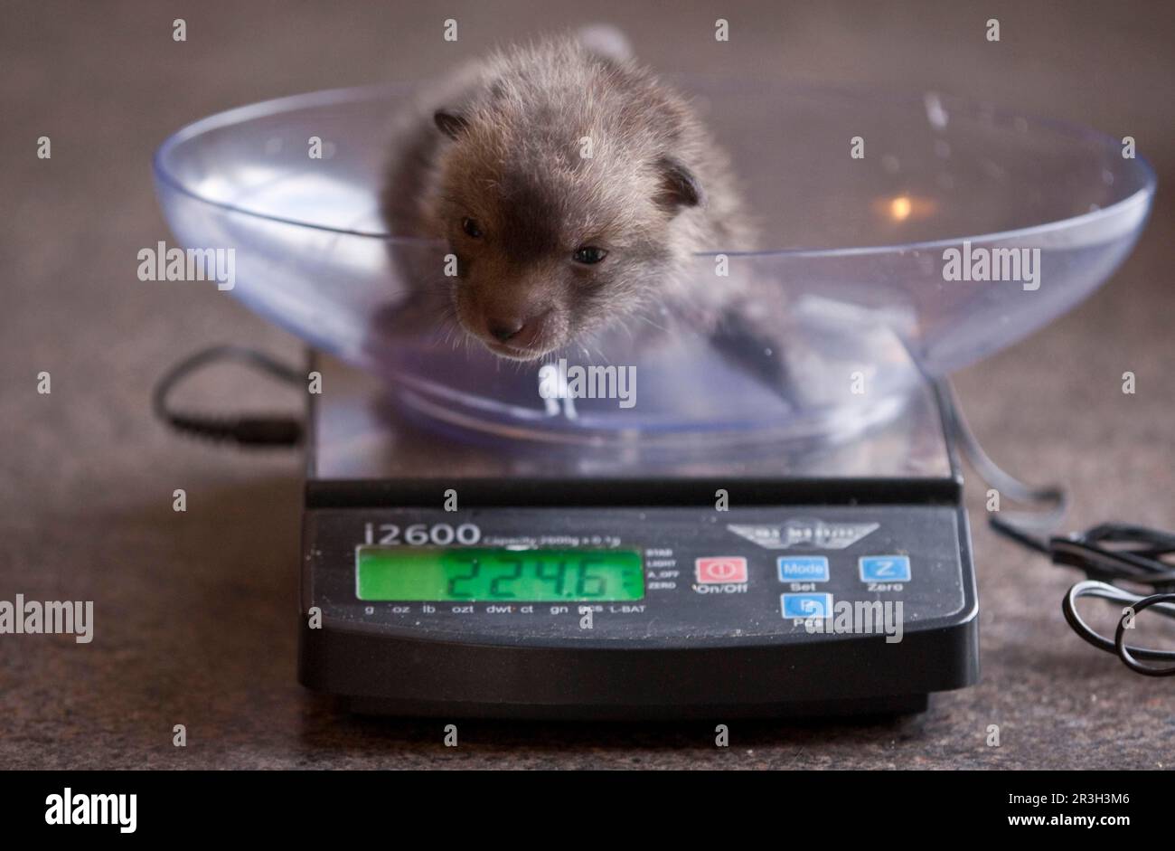 Red fox, red foxes, fox, foxes, canines, carnivores, mammals, animals