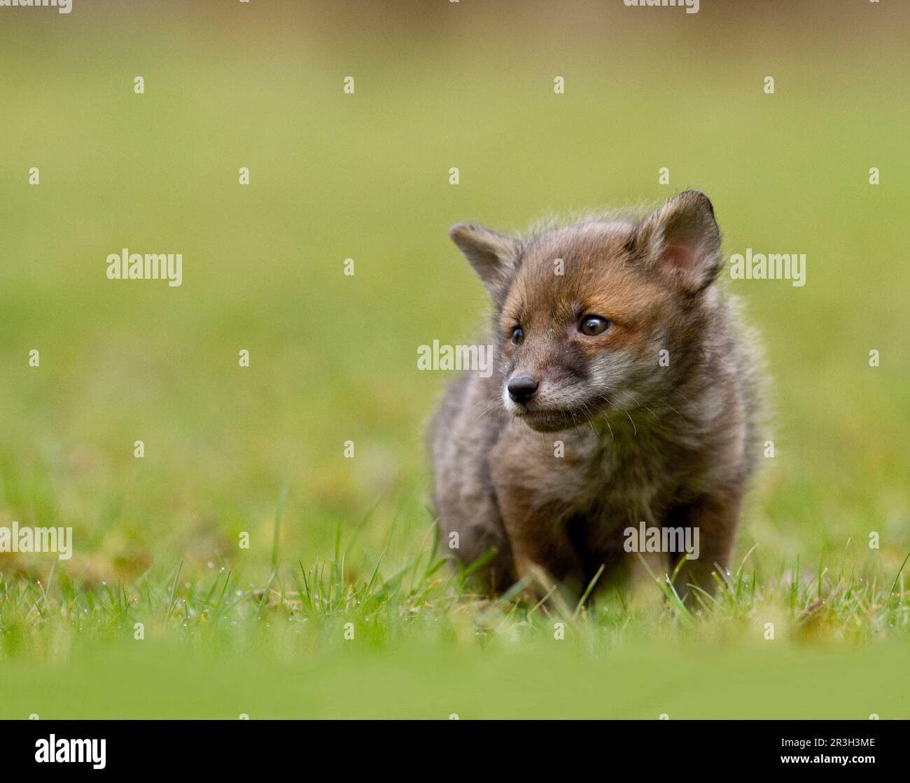 Red fox, red foxes, fox, foxes, canines, carnivores, mammals, animals