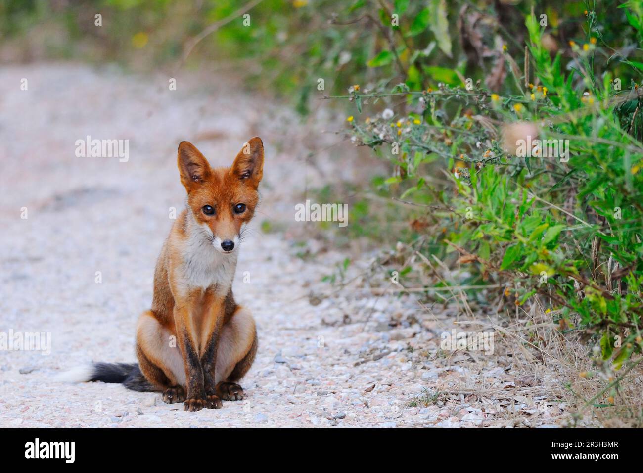 Red fox, red foxes, fox, foxes, canines, carnivores, mammals, animals