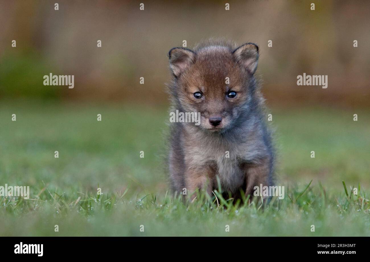 Red fox, red foxes, fox, foxes, canines, carnivores, mammals, animals