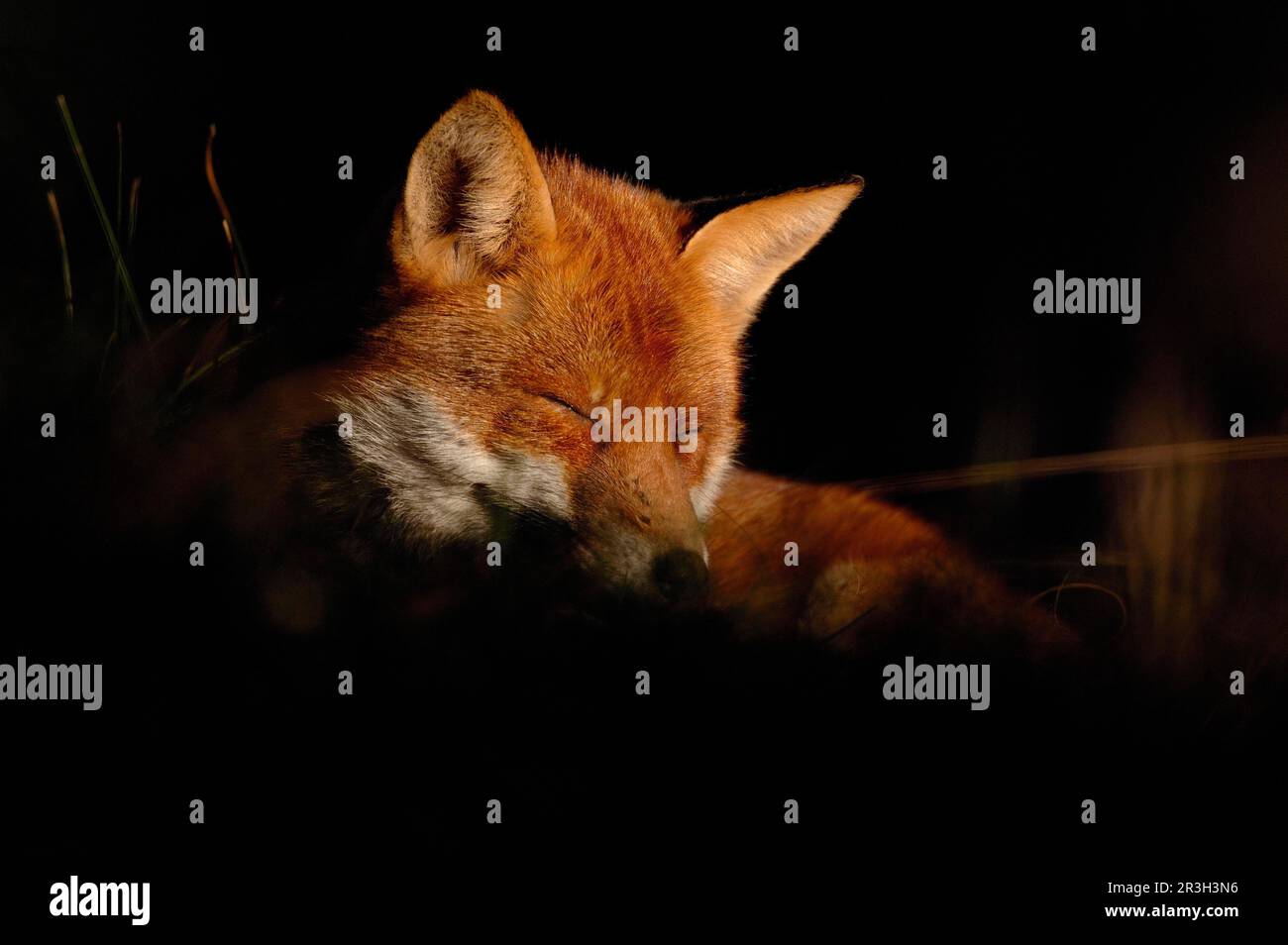 Red fox, red foxes, fox, foxes, canines, predators, mammals, animals, European Red Fox (Vulpes vulpes) adult, sleeping in patch of sunlight at dawn Stock Photo