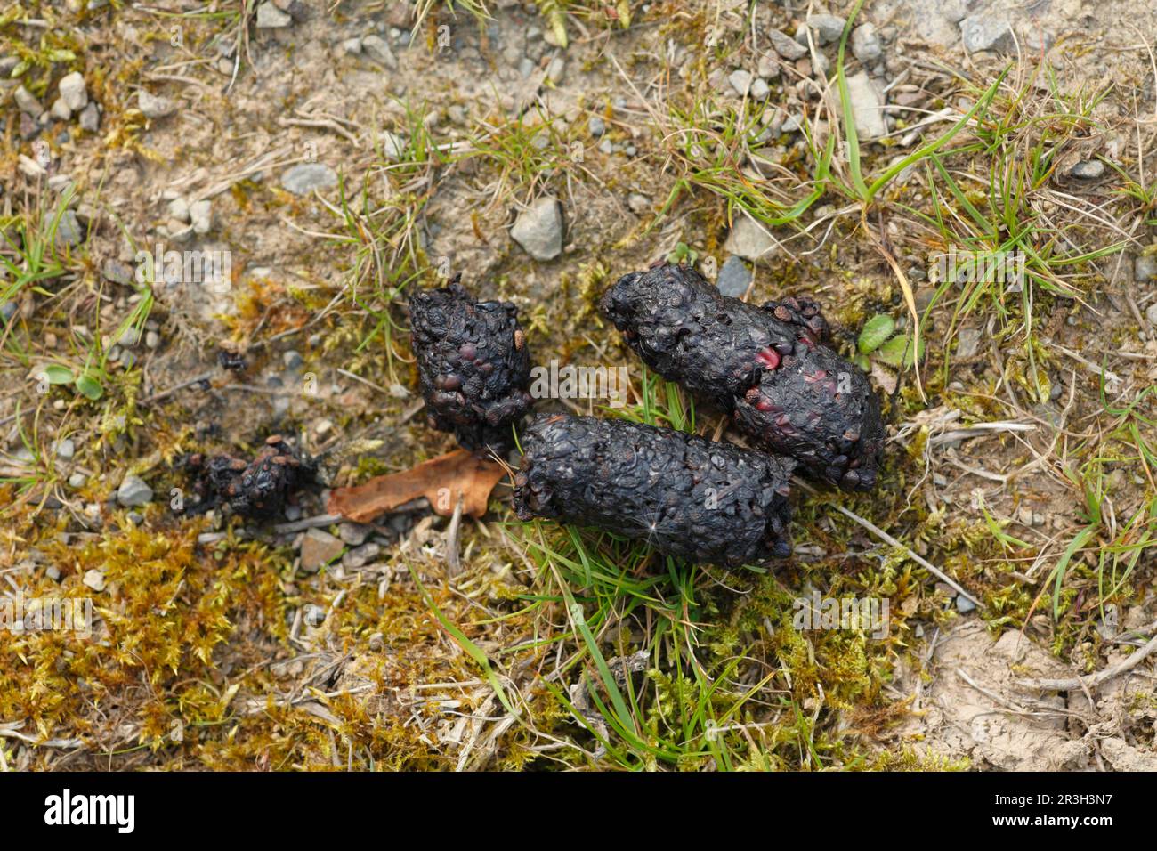 Fuchskot Exkremente European Red Fox Vulpes Vulpes Droppings 