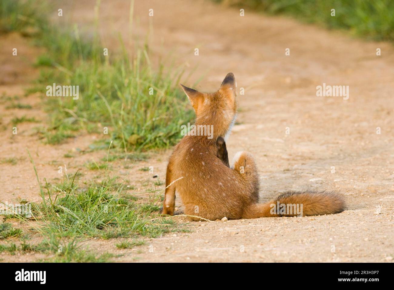 Red fox, red foxes, fox, foxes, canines, predators, mammals, animals
