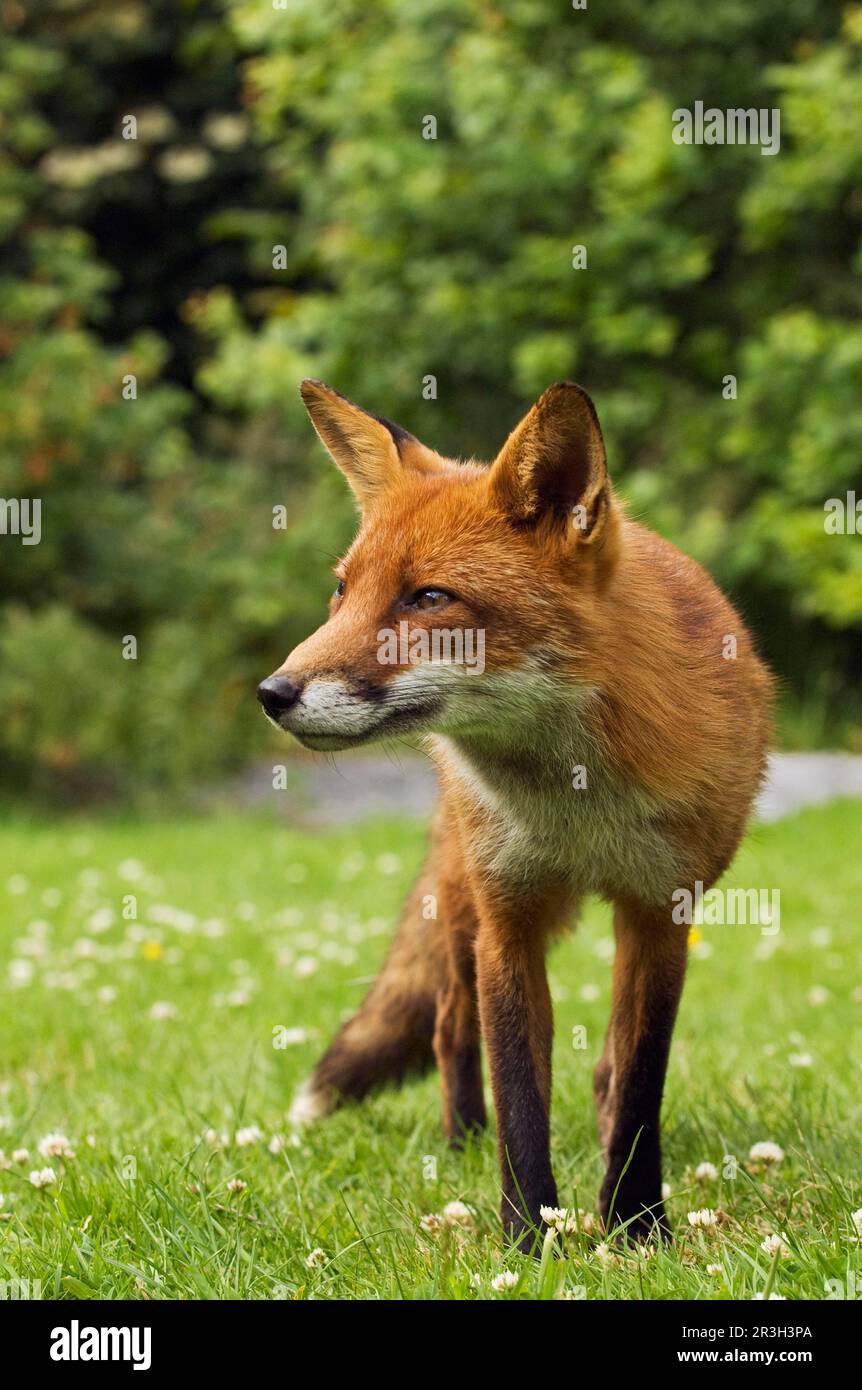 Red fox, red foxes, fox, foxes, canines, predators, mammals, animals, European Red Fox (Vulpes vulpes) adult, standing on lawn, in garden, Ireland Stock Photo