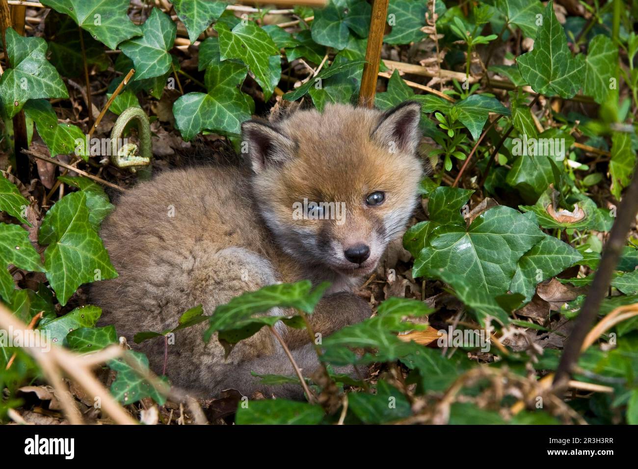 Red fox, red foxes, fox, foxes, canines, predators, mammals, animals, European Red Fox (Vulpes vulpes) cub, resting in sunshine outside den in Stock Photo