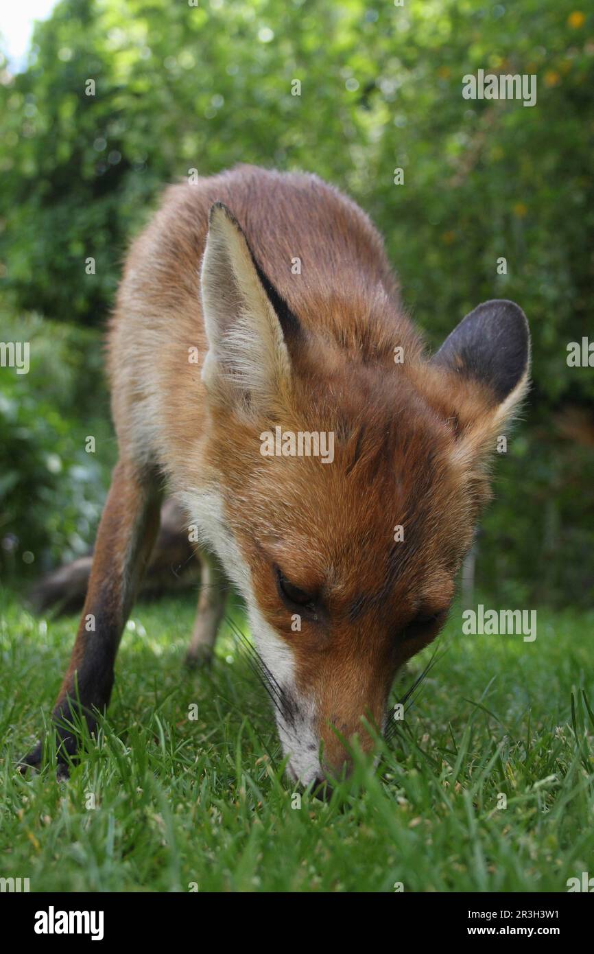 Red fox, red foxes, fox, foxes, canines, predators, mammals, animals