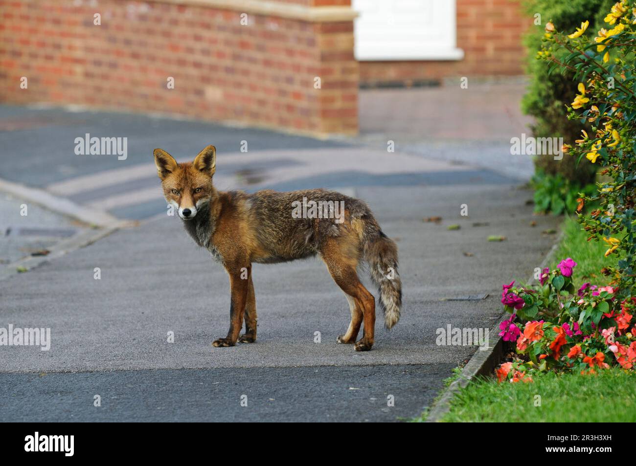 Red fox, red foxes, fox, foxes, canines, carnivores, mammals, animals