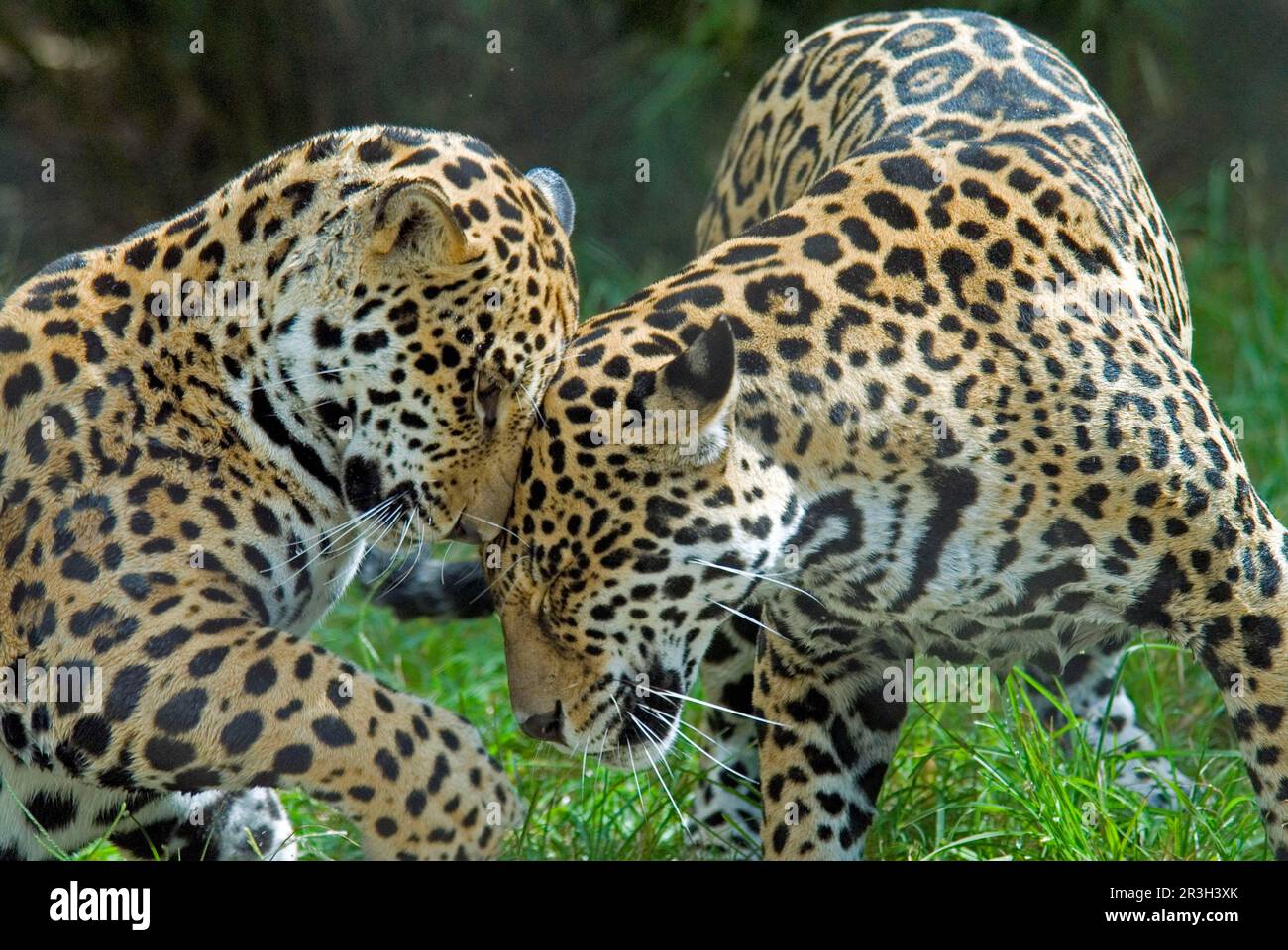 Jaguar, jaguars (Panthera onca), endangered species, big cats