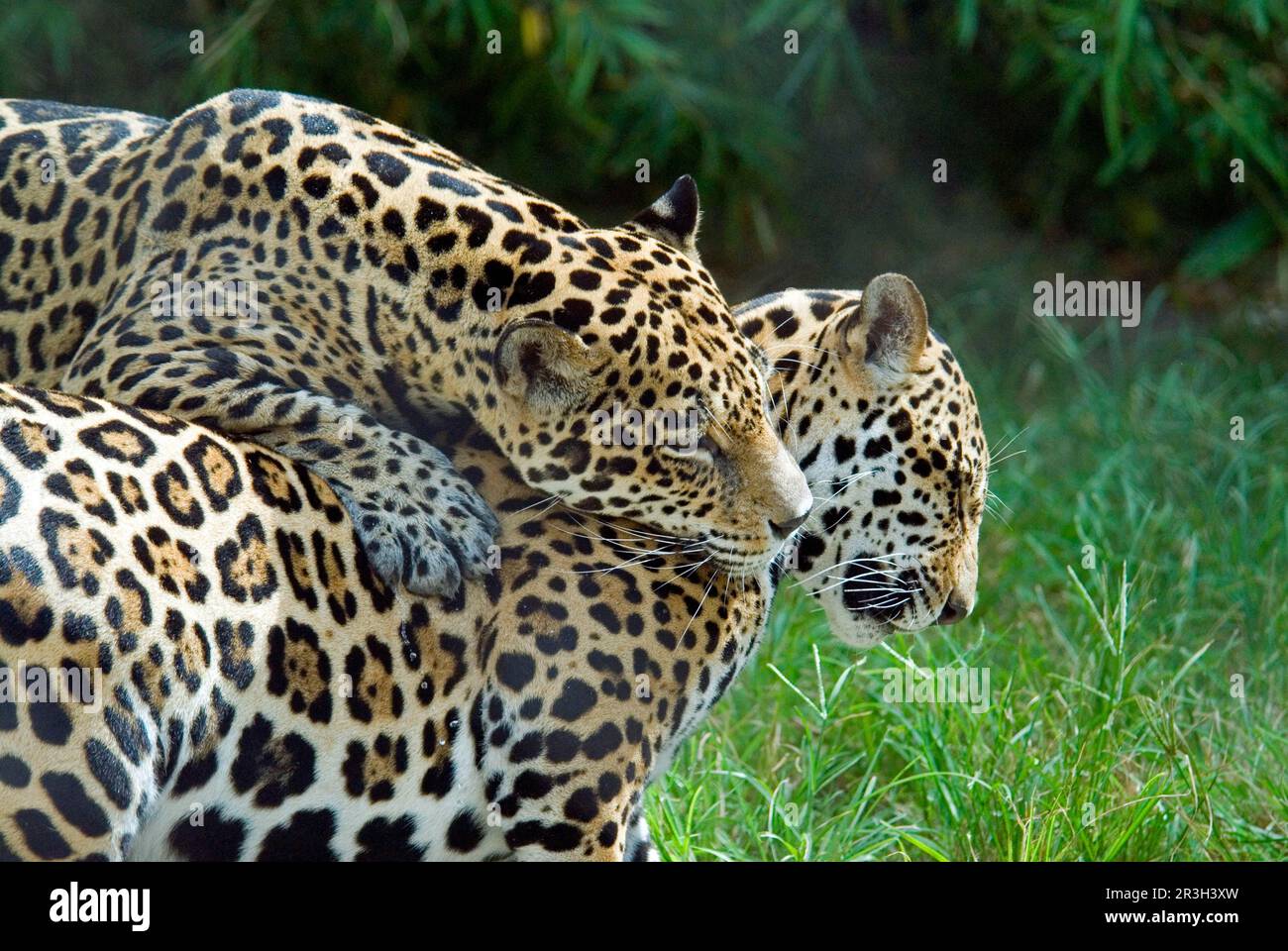 Jaguar, jaguars (Panthera onca), endangered species, big cats