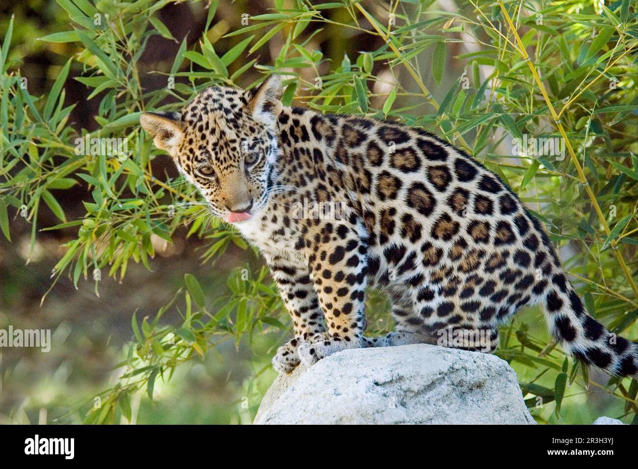Jaguar, jaguars (Panthera onca), endangered species, big cats