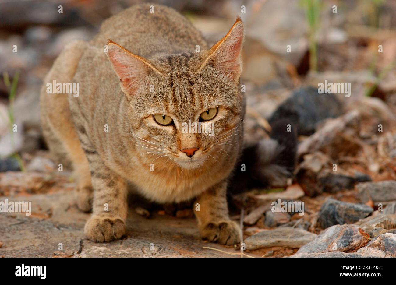 African wildcats (Felis silvestris lybica), Falcon cat, Falcon cats, Predatory cats, Predators, Mammals, Animals Wild cat close-up of adult resting Stock Photo