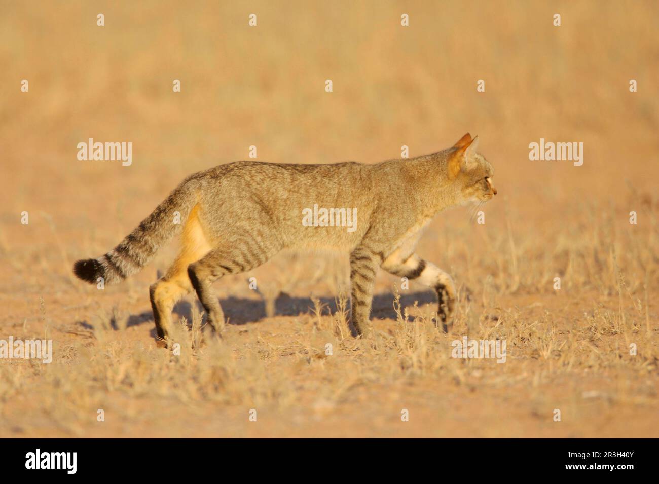 African wildcats (Felis silvestris lybica), Falcon cat, Falcon cats, Predatory cats, Predators, Mammals, Animals Wild Cat adult, walking in desert Stock Photo