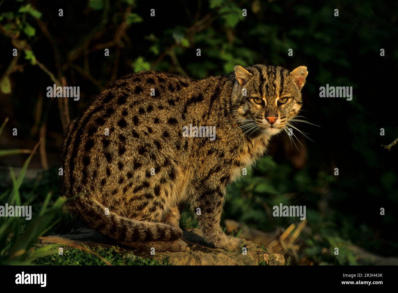 Prionailurus viverrina, Felis viverrinus, fishing cats (Prionailurus