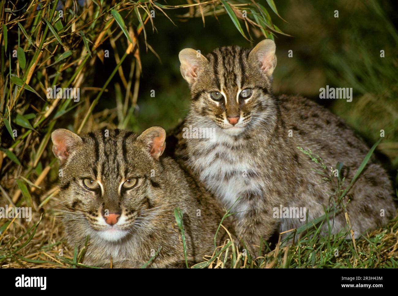 Prionailurus viverrina, Felis viverrinus, Fish cat, fishing cats (Prionailurus viverrinus), Predatory cats, Predators, Mammals, Animals, CatFishing Stock Photo