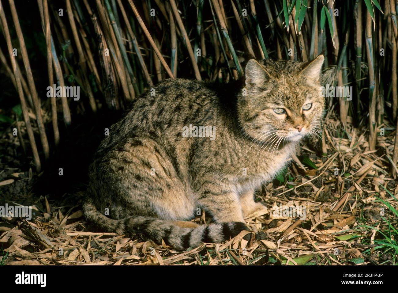 Asian wild cat, asiatic wildcats (Felis silvestris ornata) steppe cat, steppe cats, predatory cats, predators, mammals, animals, Indian Desert Cat Stock Photo