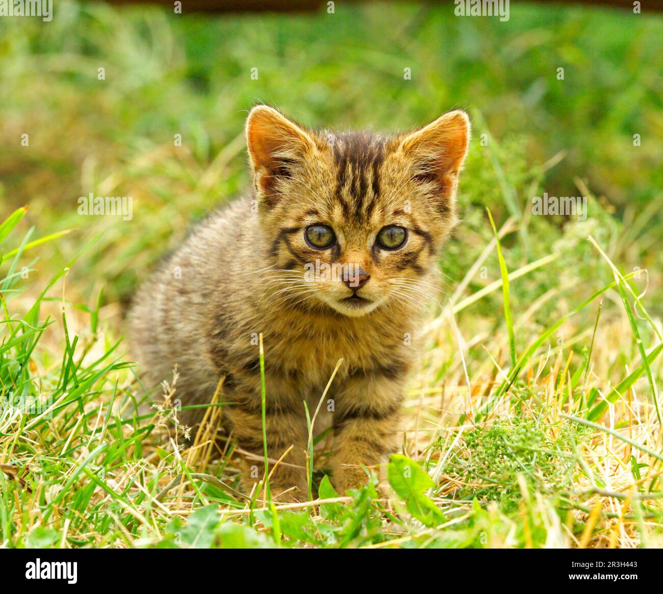 Scottish wild cat, Scottish wild cats, European wild cat, European wild cats, predators, mammals, animals, European Wild Cat (Felis silvestris Stock Photo