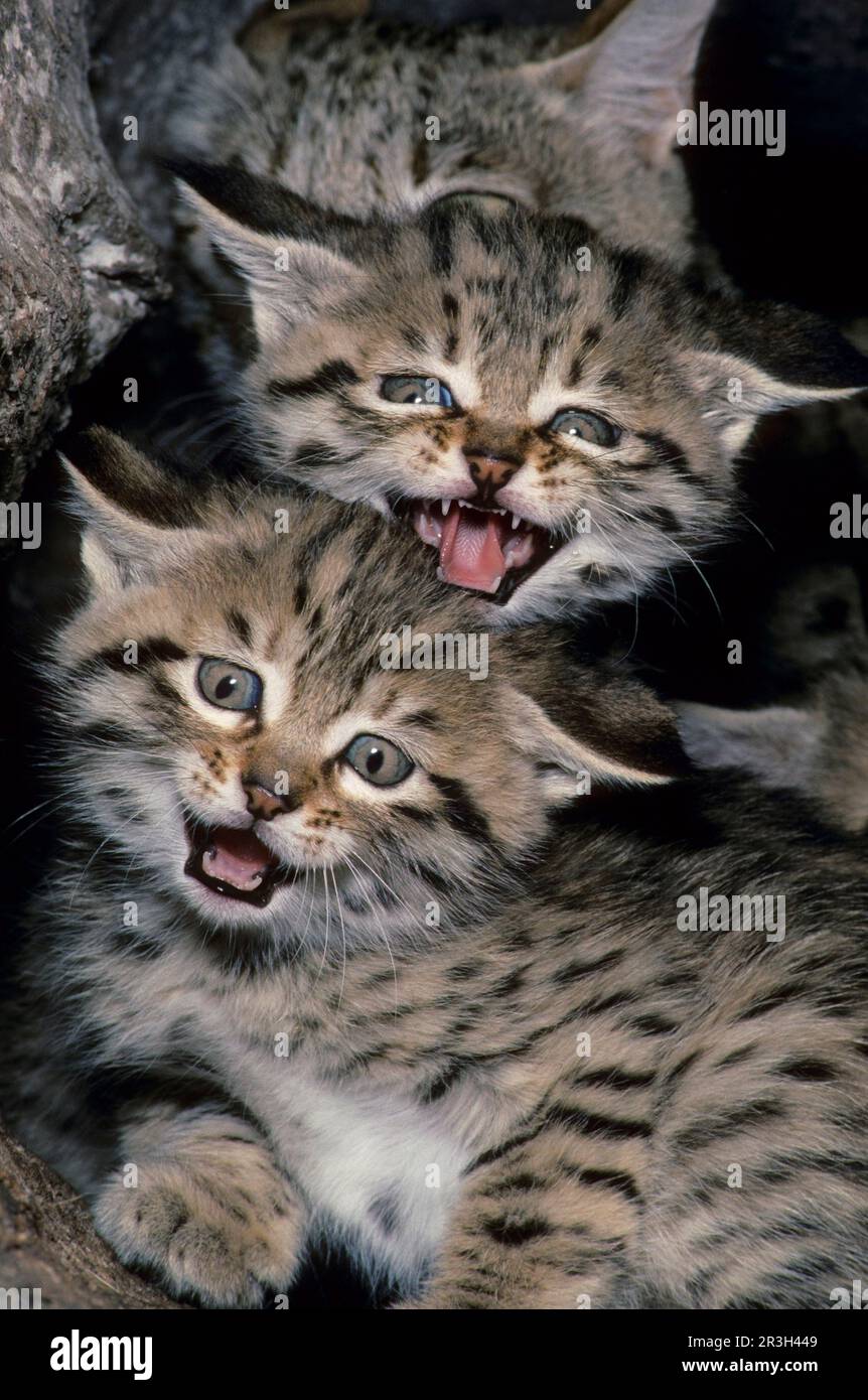 Asian wild cat, asiatic wildcats (Felis silvestris ornata) steppe cat, steppe cats, predatory cats, predators, mammals, animals, Indian Desert Cat Stock Photo