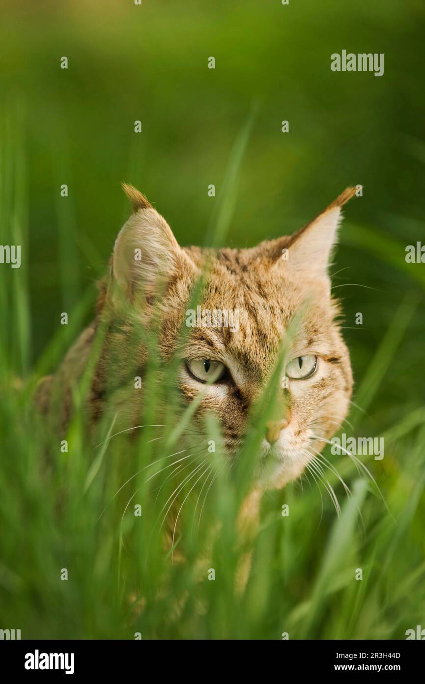 Asian wild cat, asiatic wildcats (Felis silvestris ornata) Steppenkatze, Steppenkatzen, Raubkatzen, Raubtiere, Saeugetiere, Tiere, Asian wild cat Stock Photo