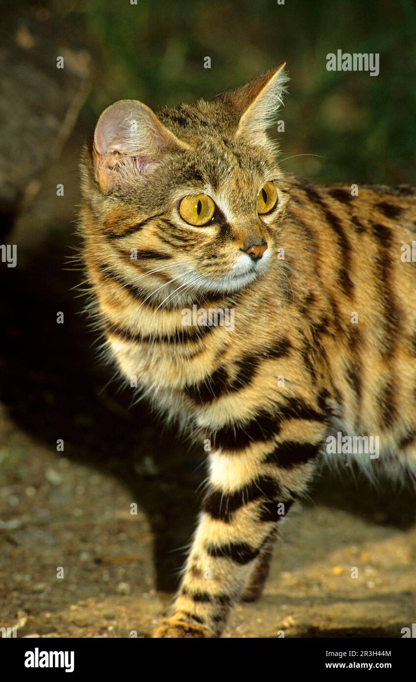 Blackfooted cat, blackfooted cats (Felis nigripes), predators
