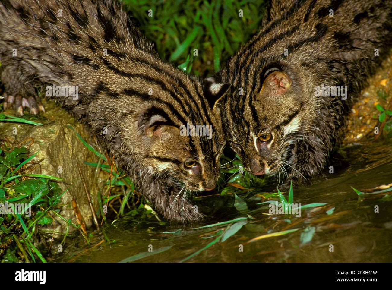 Prionailurus viverrina, Felis viverrinus, Fishing cat, fishing cats (Prionailurus viverrinus), Predatory cats, Predators, Mammals, Animals, Fishing Stock Photo