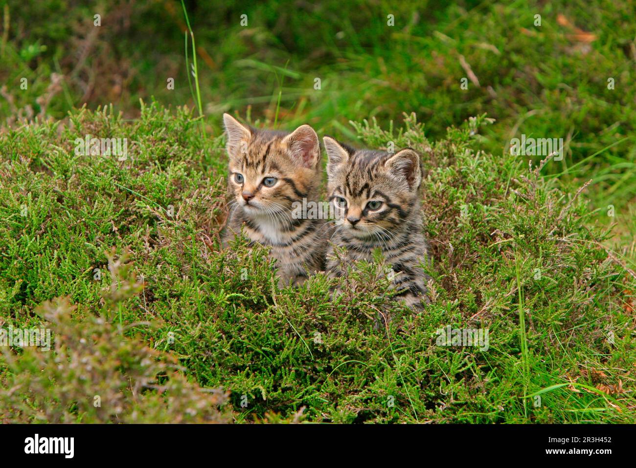 European Wild Cat (Felis silvestris) two kittens, sitting upright in heather, Scotland, United Kingdom Stock Photo