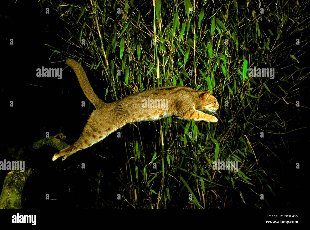 Rustyspotted cat (Prionailurus rubiginosus), Rusty cats, predators