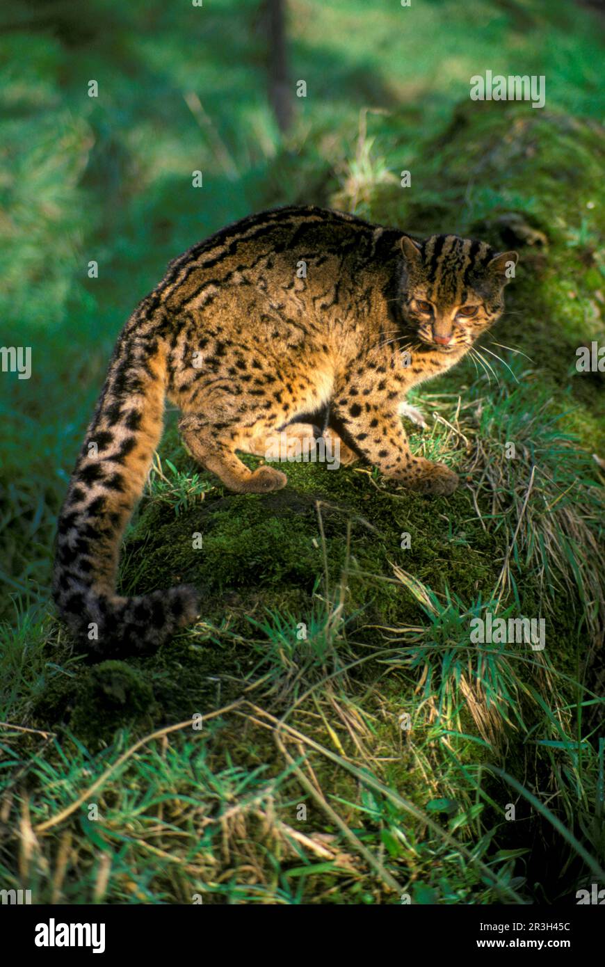 Marbled Cat, Marbled Cats, Predators, Mammals, Animals, Marbled Cat ...
