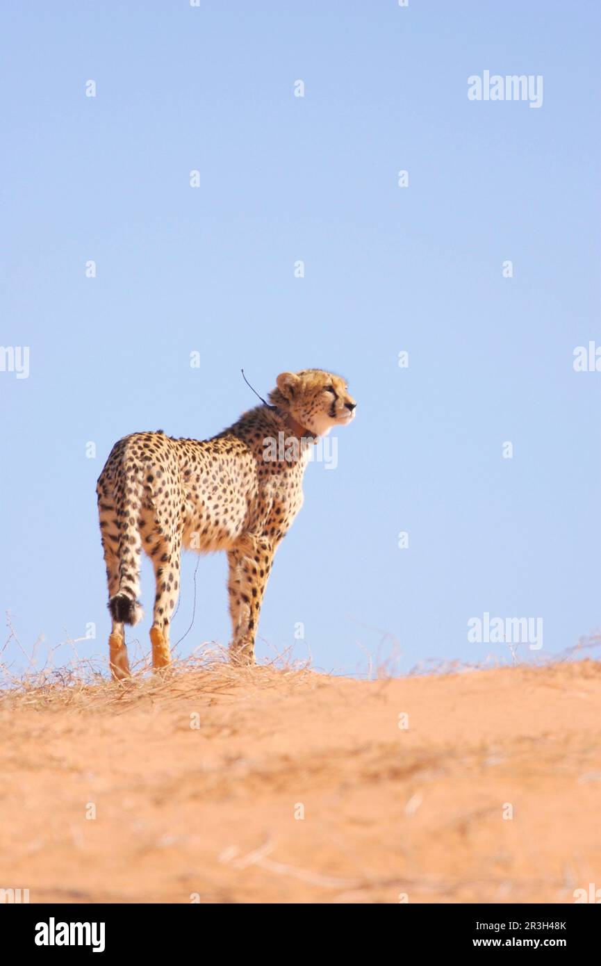 Cheetah (Acinonyx jubatus) adult, with radio collar, standing on sand dune, Kalahari, South Africa Stock Photo