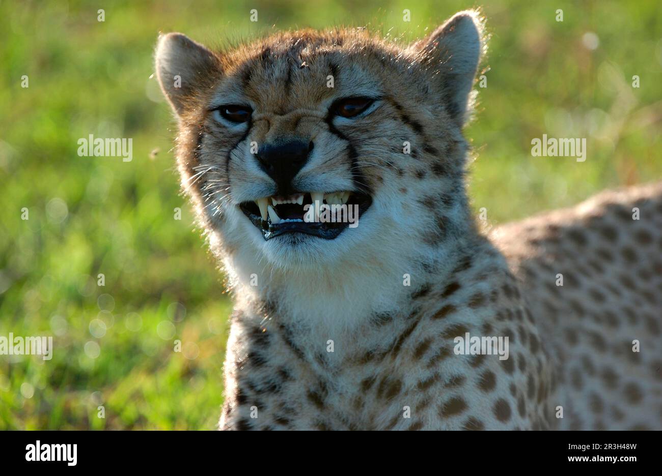 Cheetah (Acinonyx jubatus) close-up of head, growling, Masai Mara, Kenya Stock Photo
