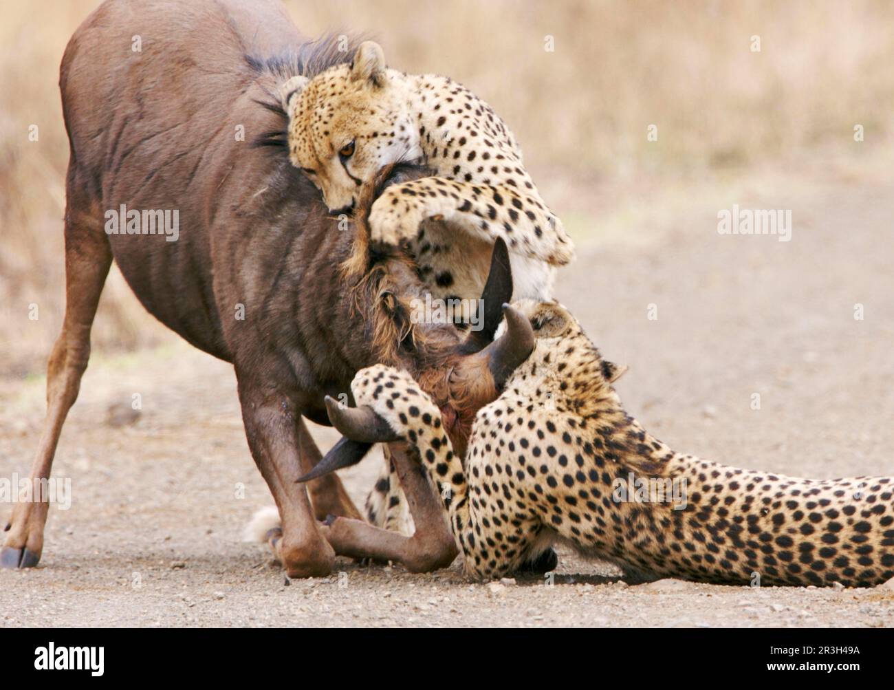Cheetah (Acinonyx jubatus) two adults, wildebeest kills wildebeest, Kruger N. P. South Africa Stock Photo