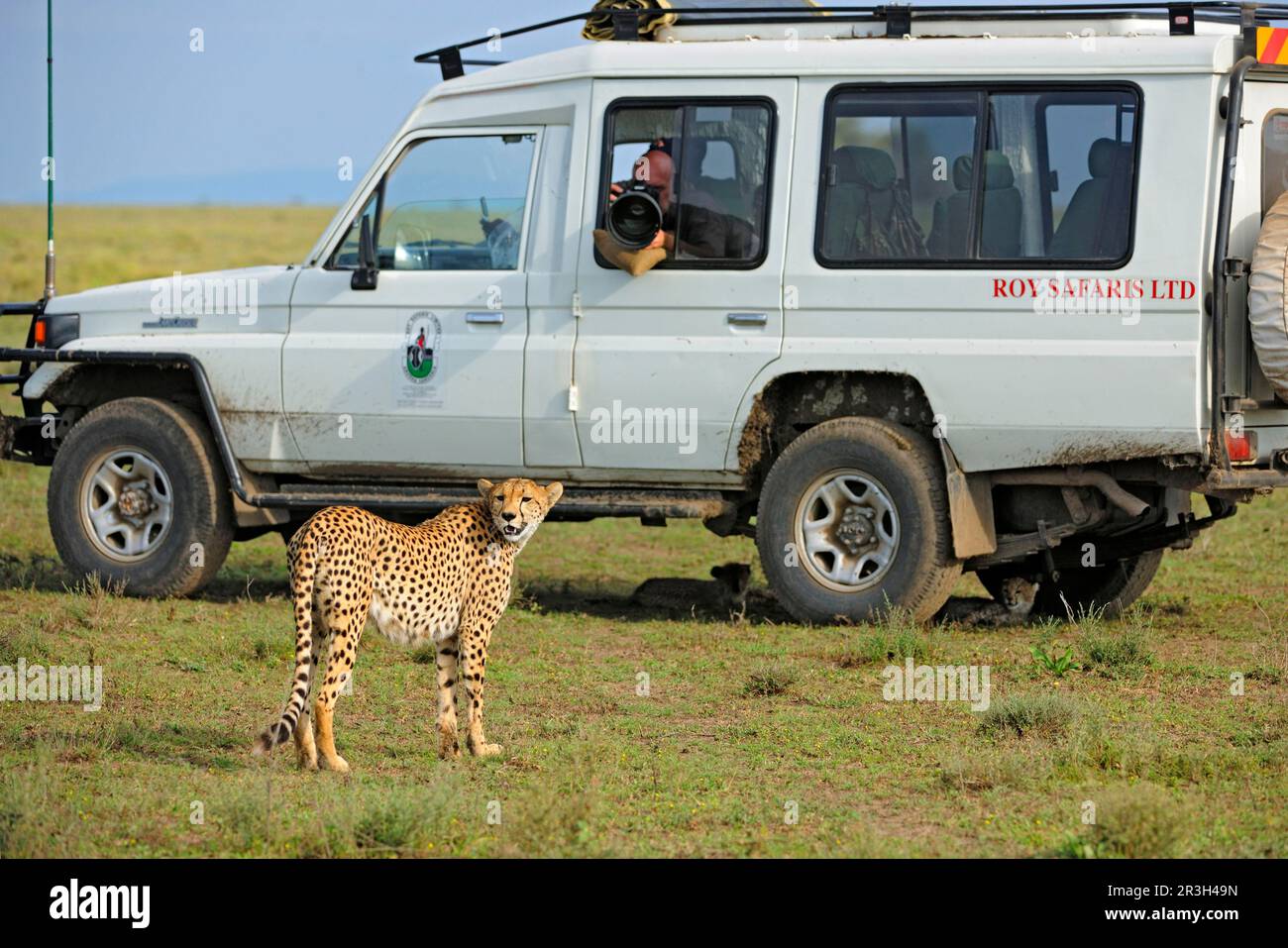 Cheetah (Acinonyx jubatus), adult female, with cubs resting in the shade under the safari vehicle with photographer, Serengeti N. P. Tanzania Stock Photo
