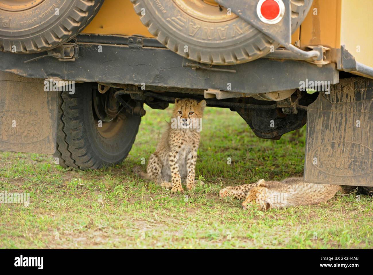 Cheetah (Acinonyx jubatus) two cubs resting under a Land Rover safari vehicle, Serengeti N. P. Tanzania Stock Photo