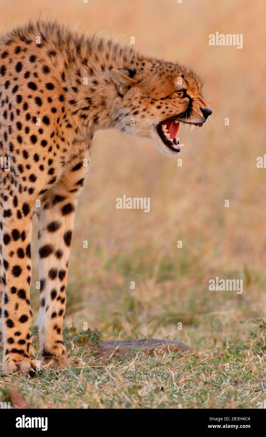 Cheetah (Acinonyx jubatus) Aggression, growling, Masai Mara, Kenya Stock Photo