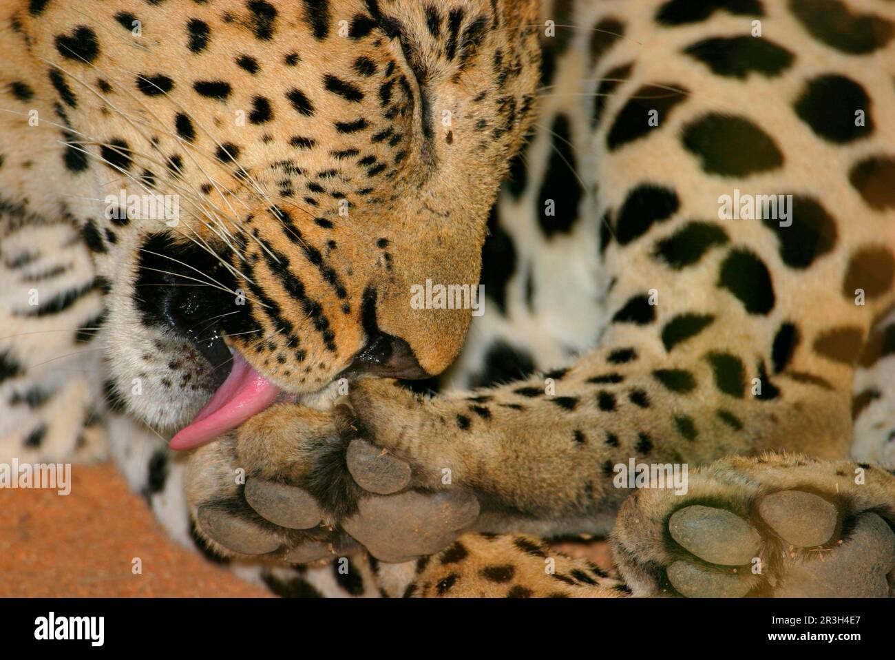 African Leopard Niche leopards (Panthera pardus), predatory cats, predators, mammals, animals, Leopard Male grooming paw, Sabi Sand Game Reserve Stock Photo