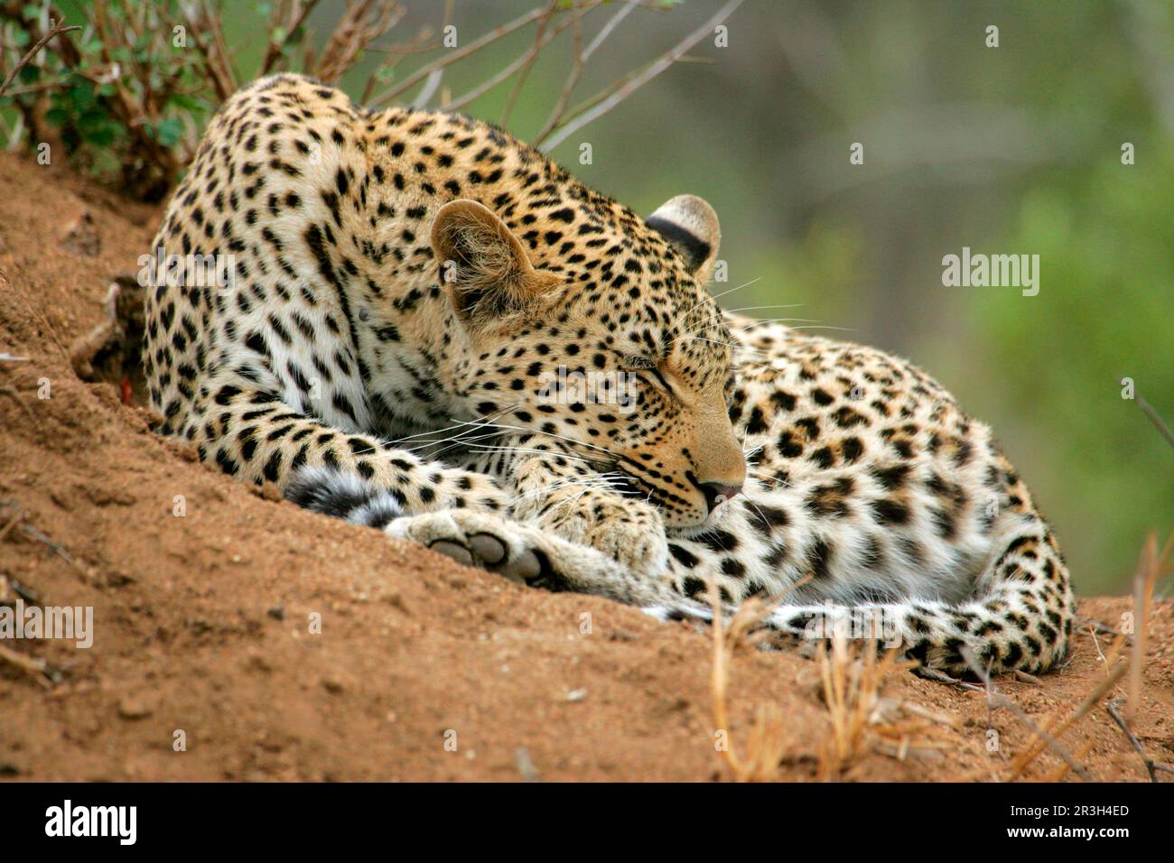 African leopard niche leopards (Panthera pardus), predators, mammals