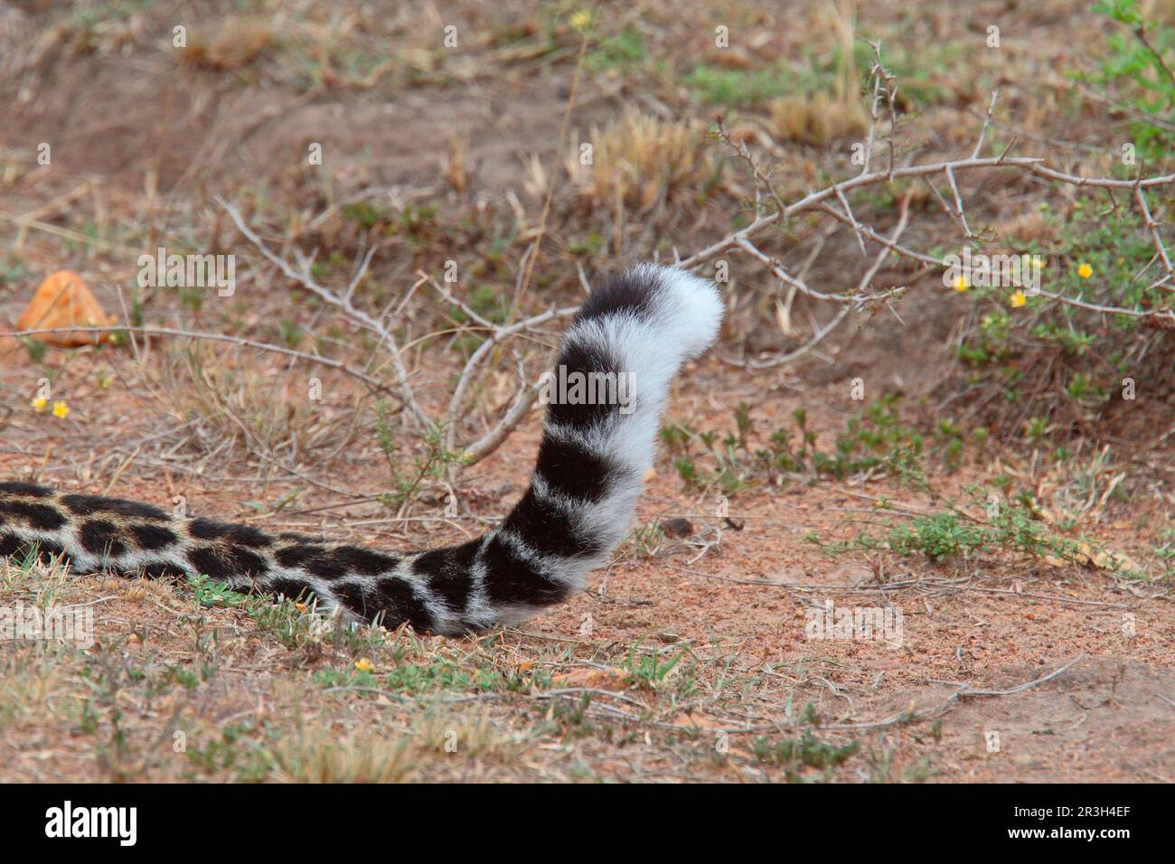 African leopard (Panthera pardus pardus) leopard niche Leopards
