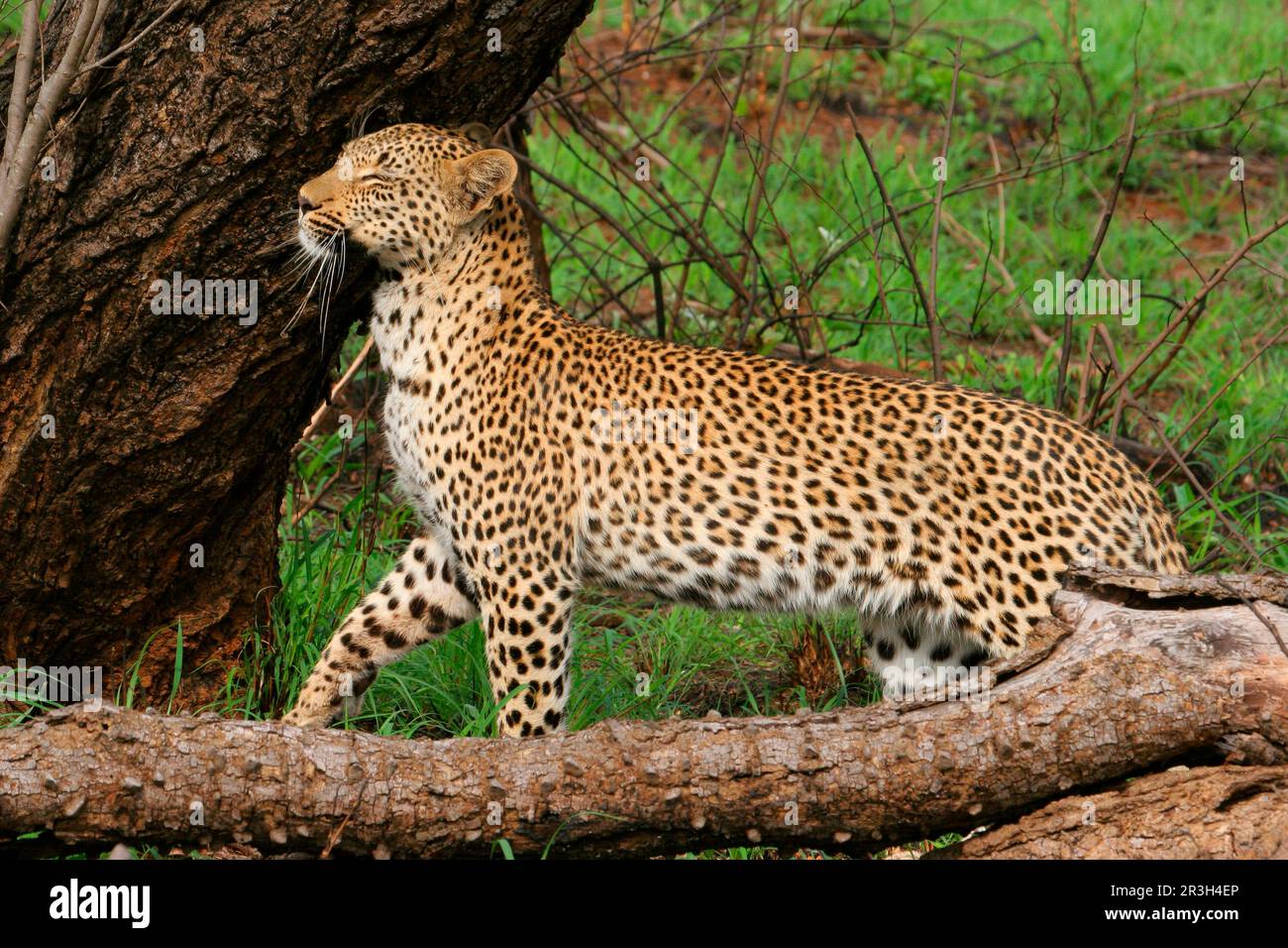 African leopard niche leopards (Panthera pardus), predators, mammals