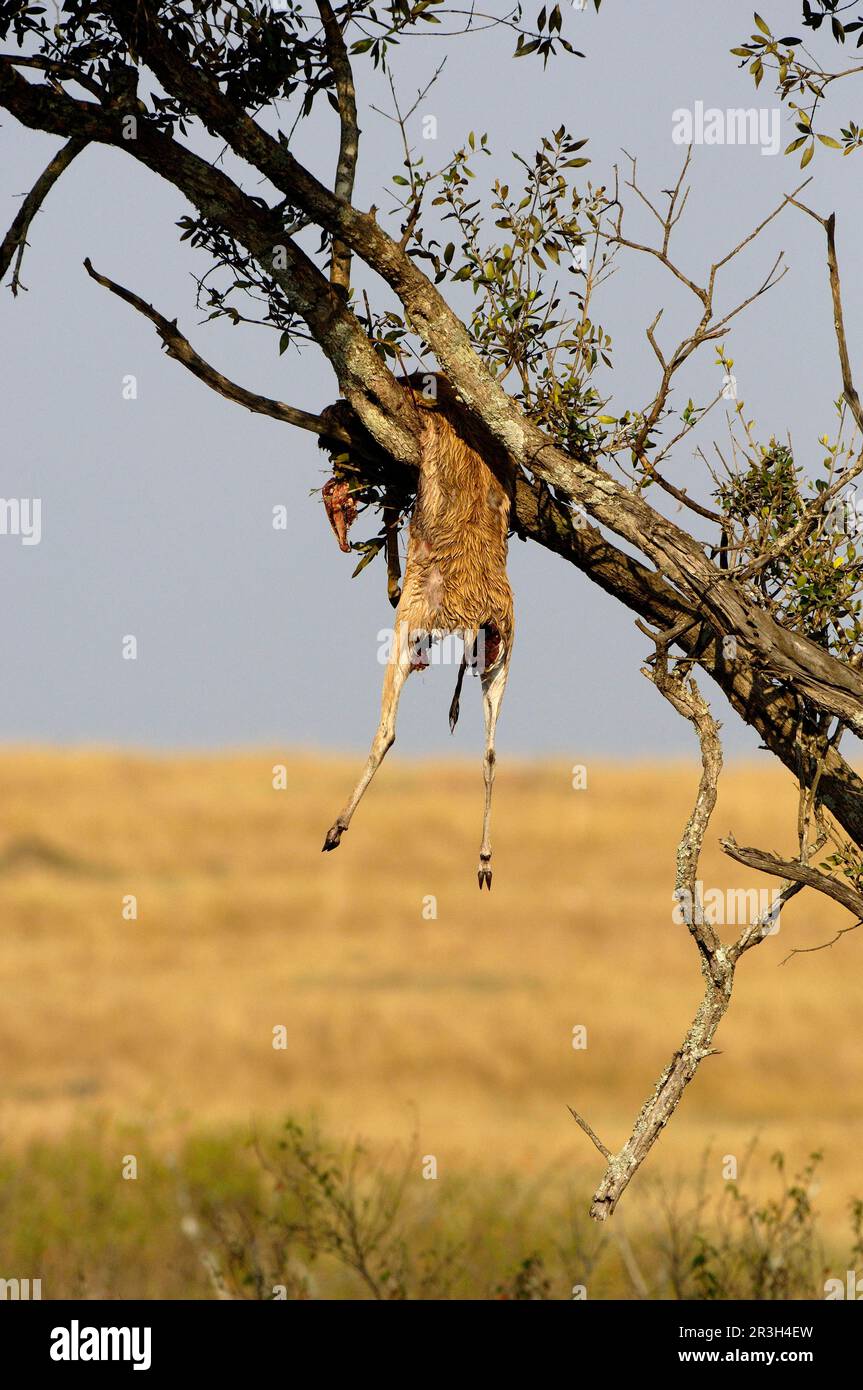 African leopard (Panthera pardus pardus) leopard niche Leopards