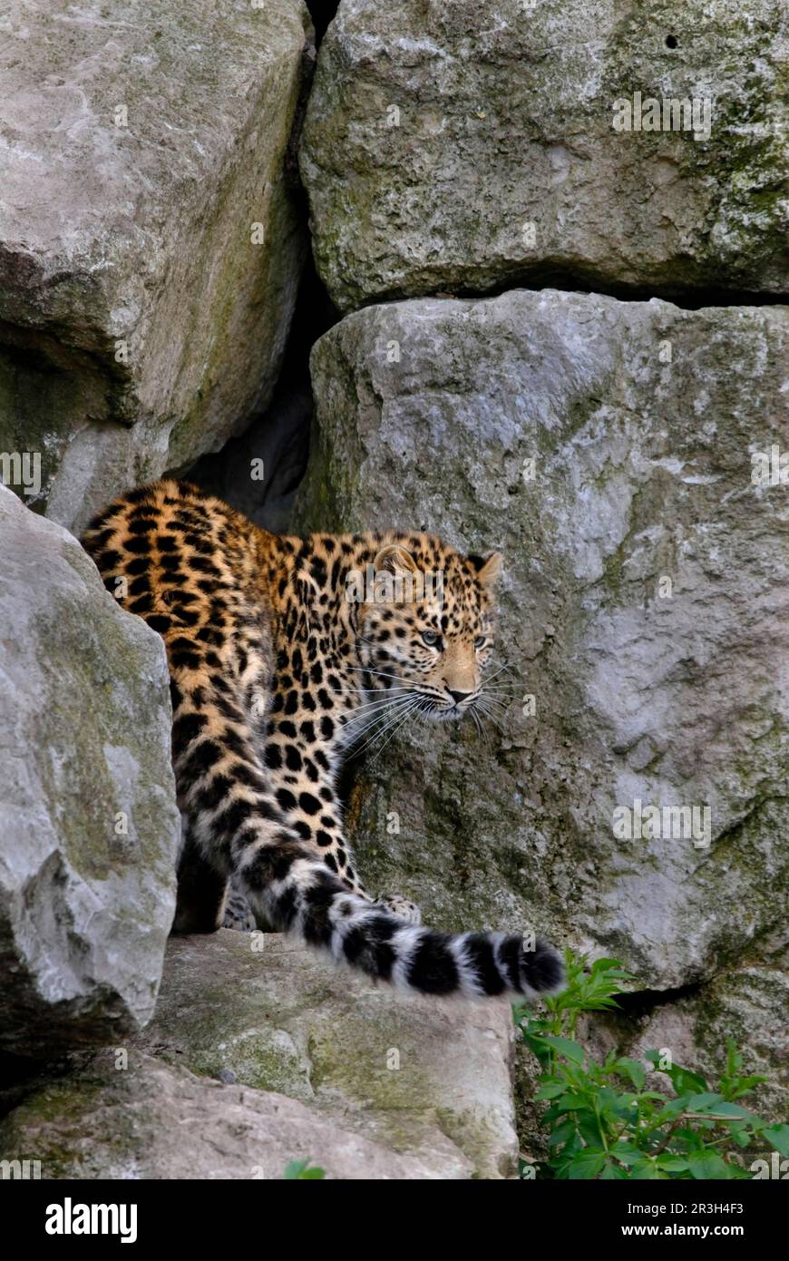 Amur leopard, amur leopards (Panthera pardus orientalis), big cats