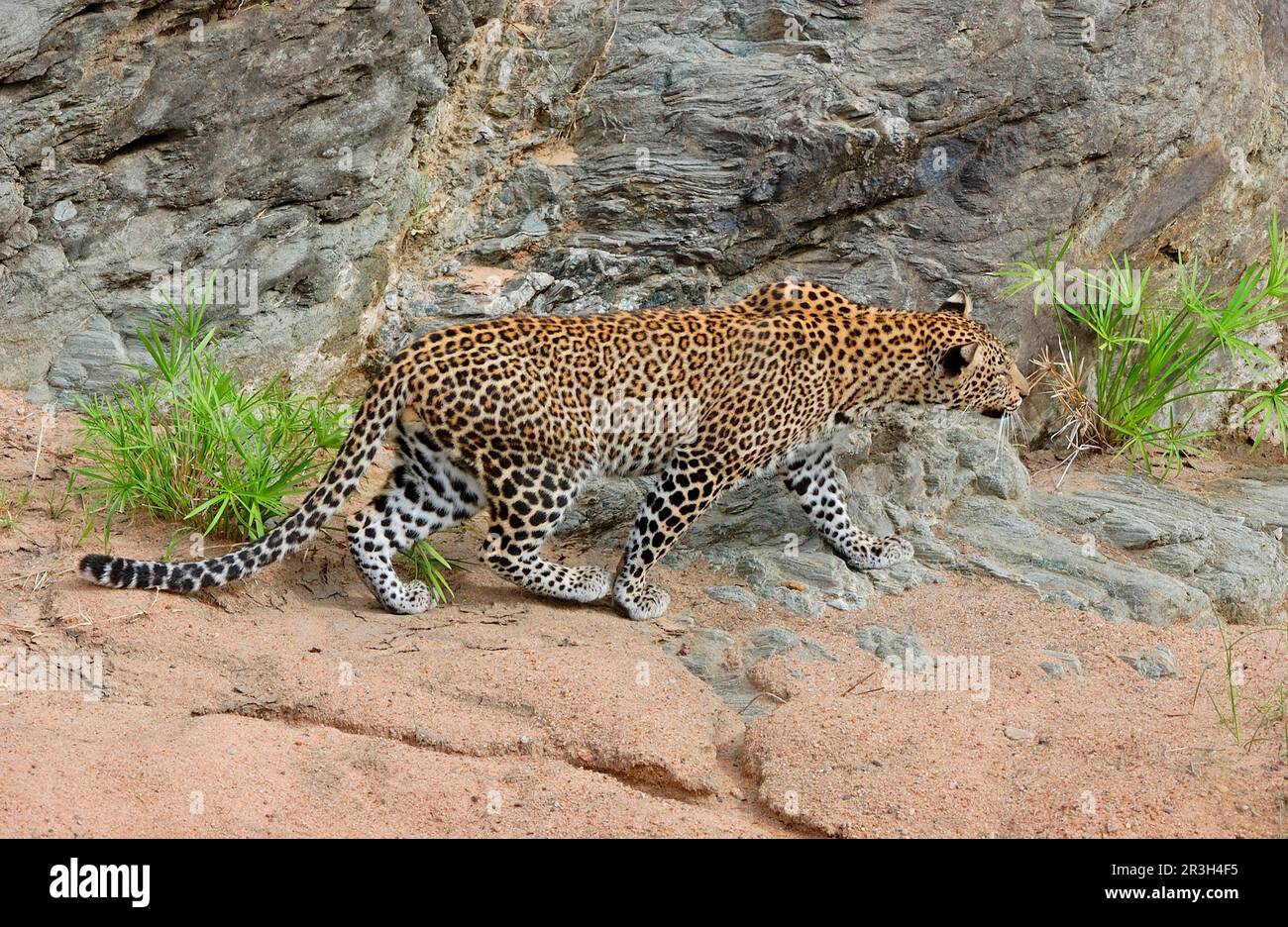 African Leopard Niche leopards (Panthera pardus), predators, mammals, animals, leopard stalking, Masaii Mara, Kenya Stock Photo