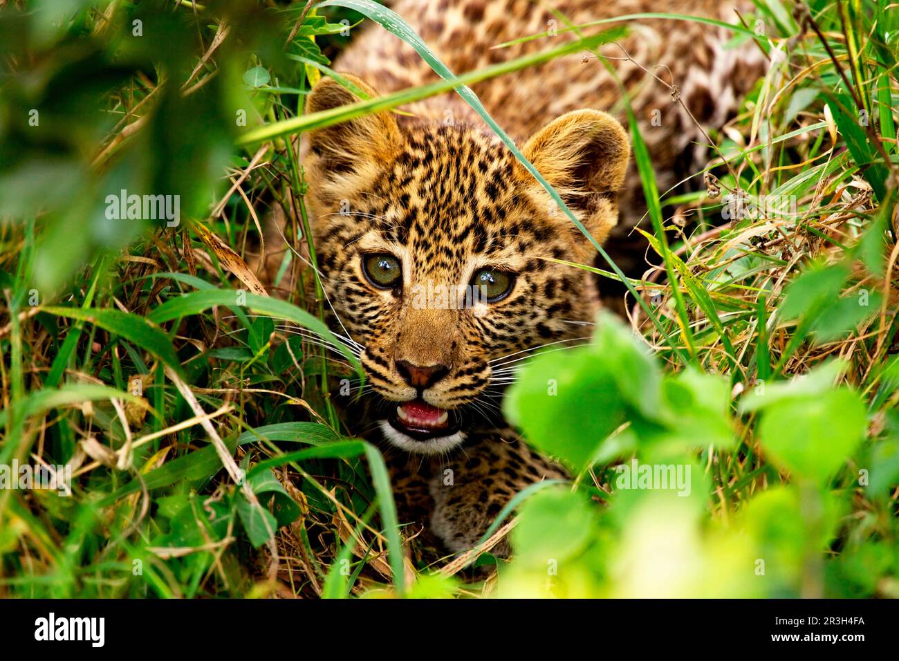 African leopard (Panthera pardus pardus) leopard nest Leopards