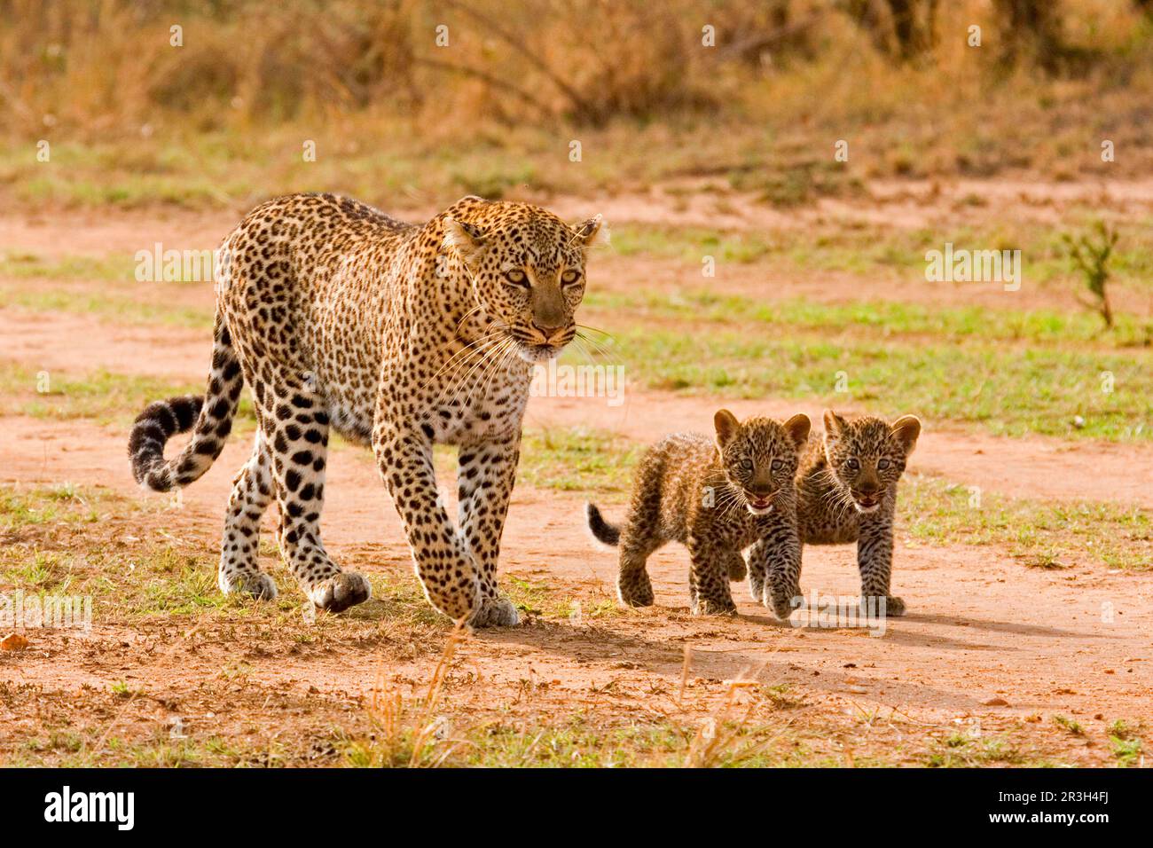 African leopard (Panthera pardus pardus) leopard niche Leopards