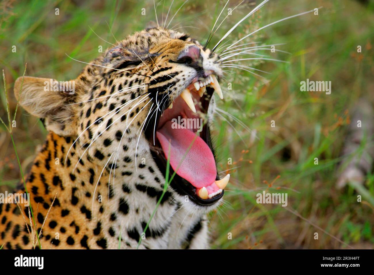African Leopard Niche leopards (Panthera pardus), predators, mammals, animals, leopard 37 month old female yawning, injured head, gash probably Stock Photo