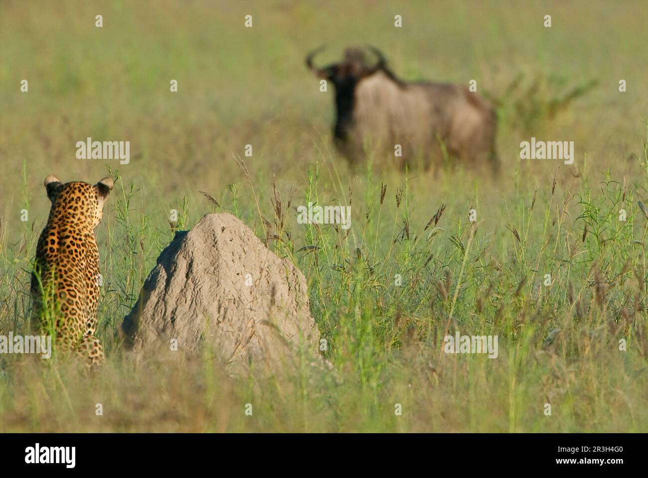 African leopard (Panthera pardus pardus) leopard niche Leopards