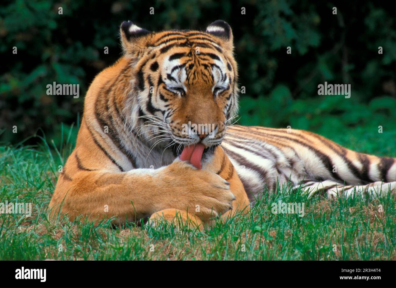 Siberian tiger, Siberian tigers (Panthera tigris altaica), Amur tigers
