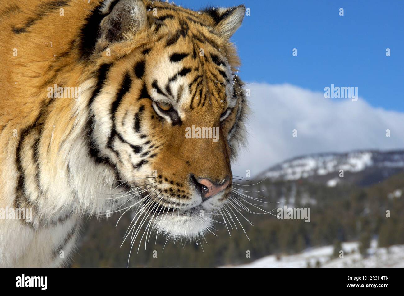 Siberian tiger, Siberian tigers (Panthera tigris altaica), Amur tigers
