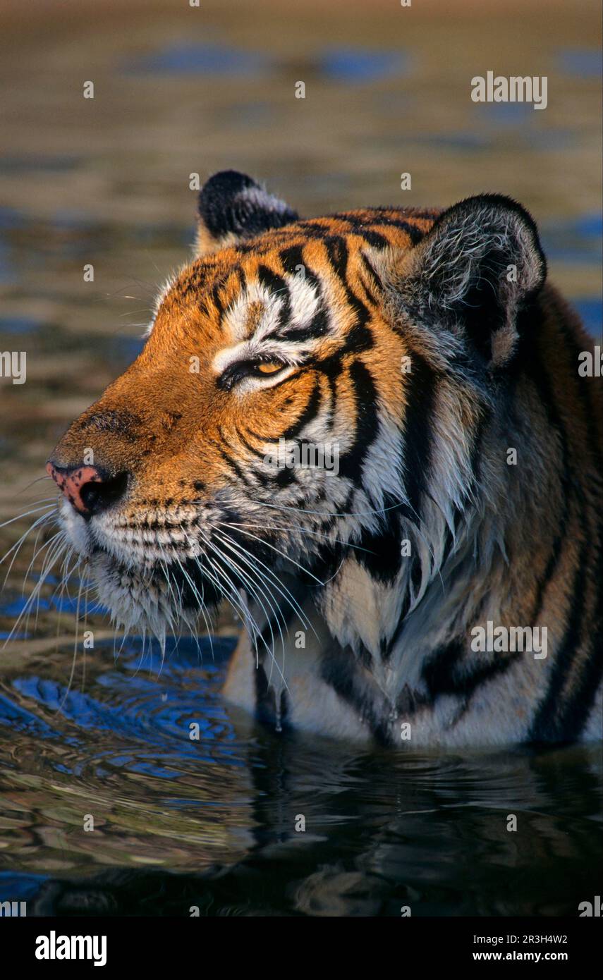Predators of southeast asia hi-res stock photography and images - Alamy