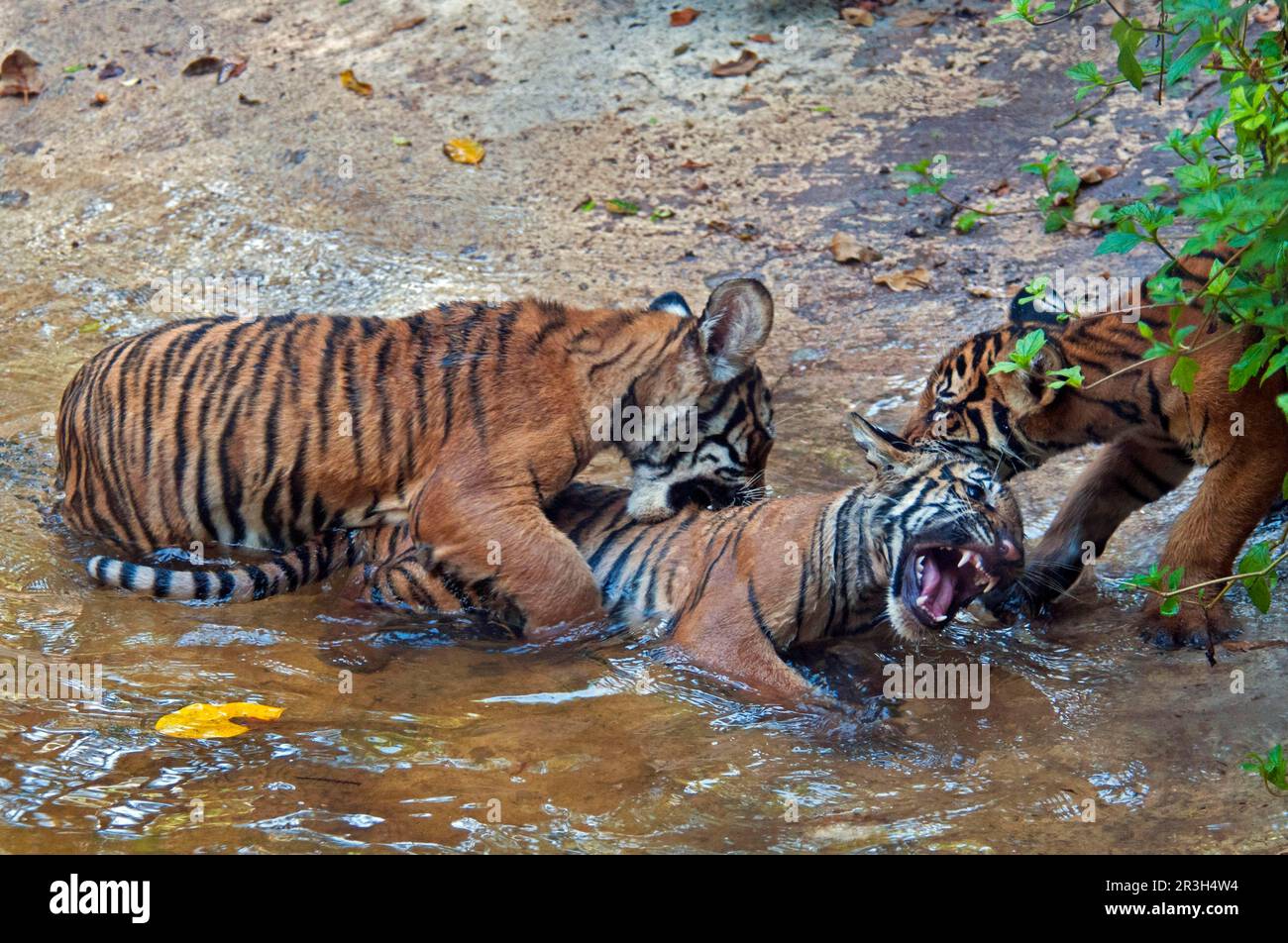 Malaysia tiger, Malayan tiger (Panthera tigris jacksoni), malayan tiger ...