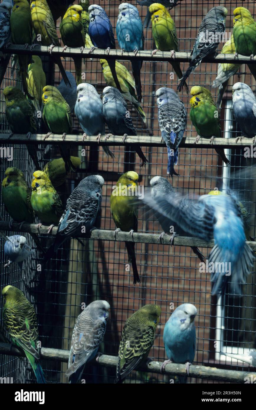 Budgie close-up of a well-stocked aviary (S) Stock Photo